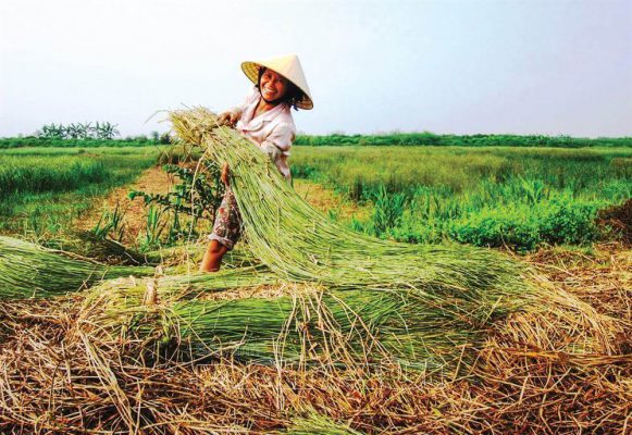 seagrass growth in Vietnam