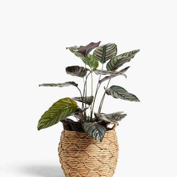 Patterned Weave Water Hyacinth Planter weave planter has a waterproof lining so it can be put directly into the plant.