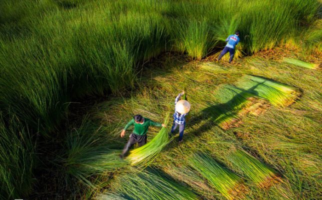 Seagrass has existed for more than 5 centuries in Vietnam. Here are 10 interesting facts about seagrass in Vietnam.
